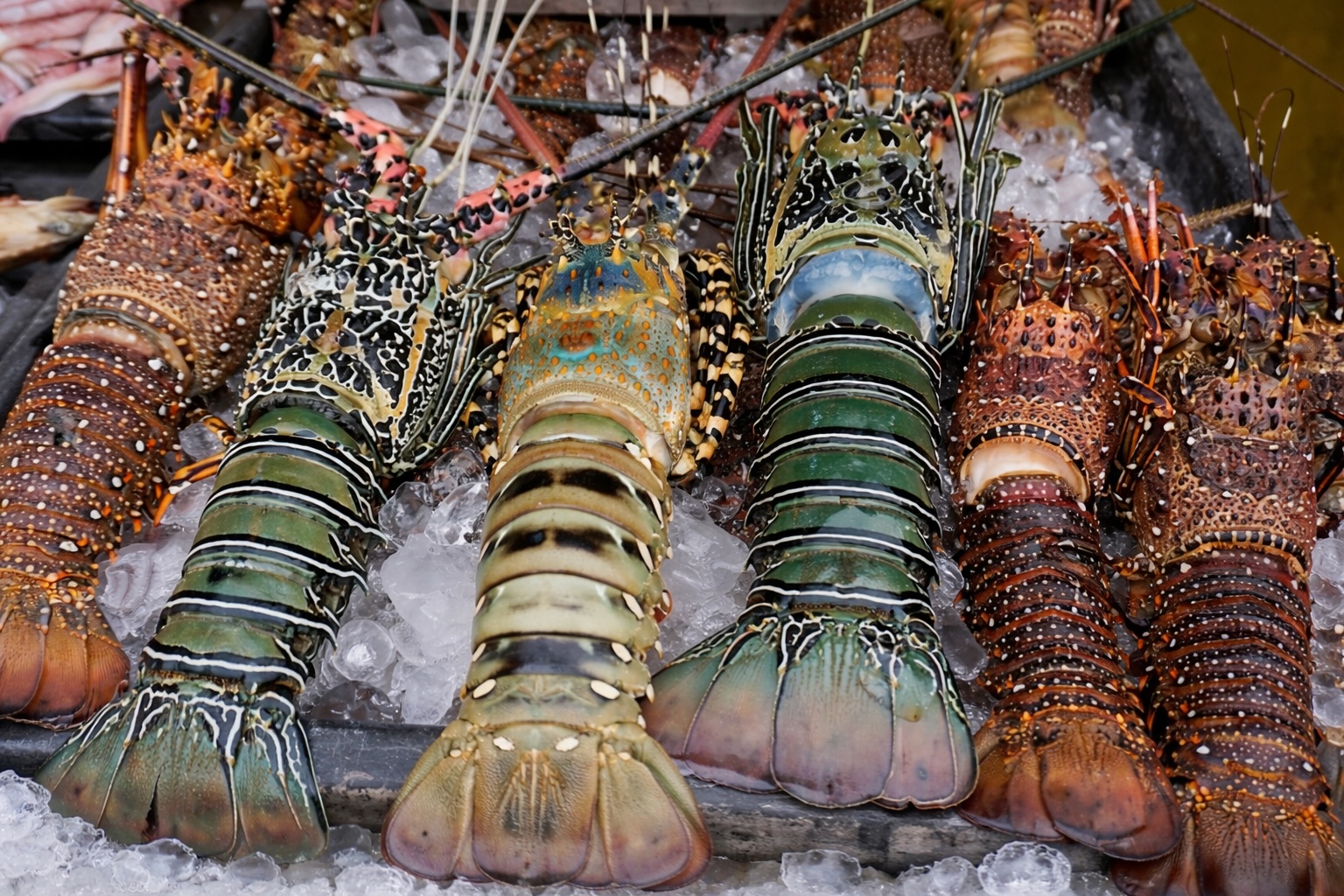 Live Lobster 1kg