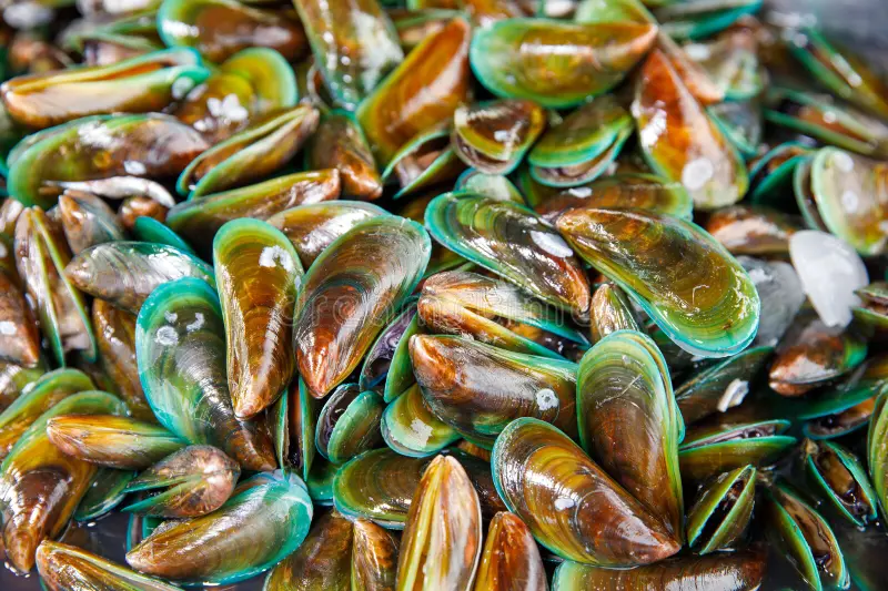 Green Mussels