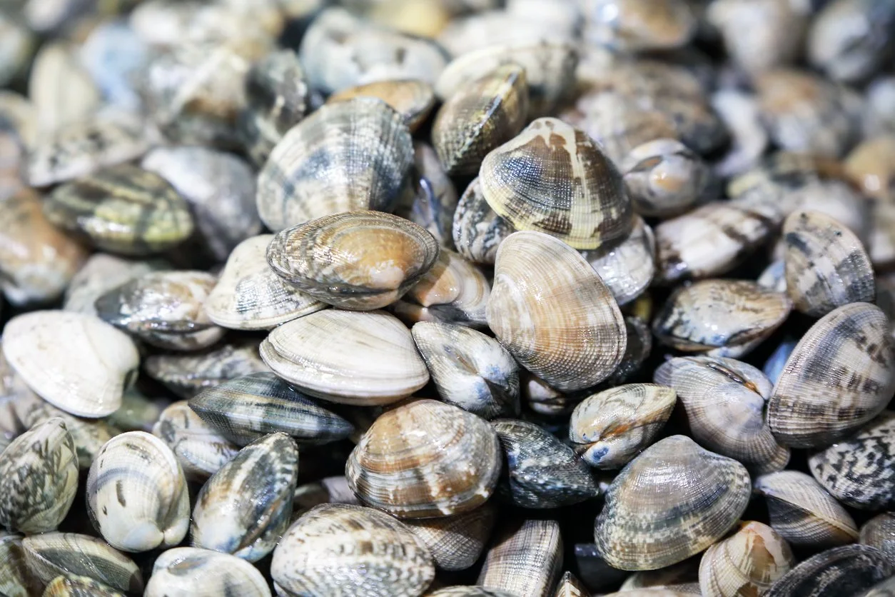 Manila Clams