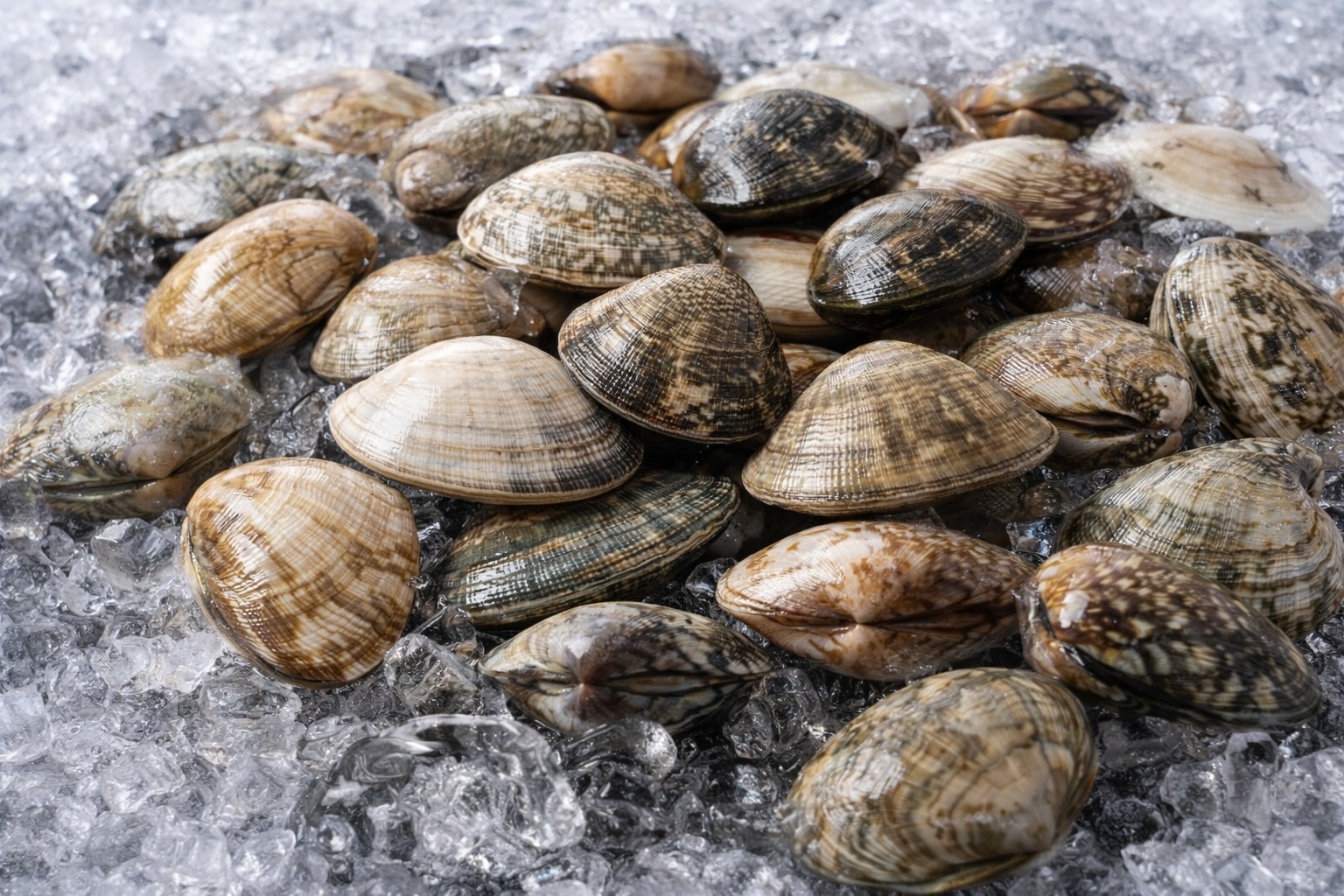 Asari Clams
