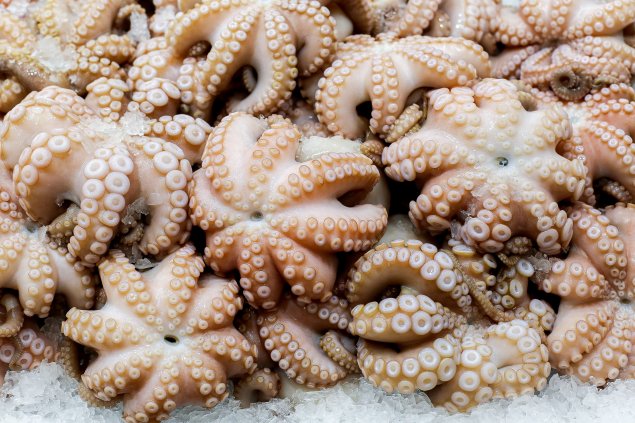 Octopus
