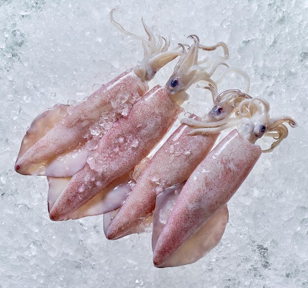 Squid